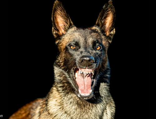 2021 – 2022 Portrait Chien